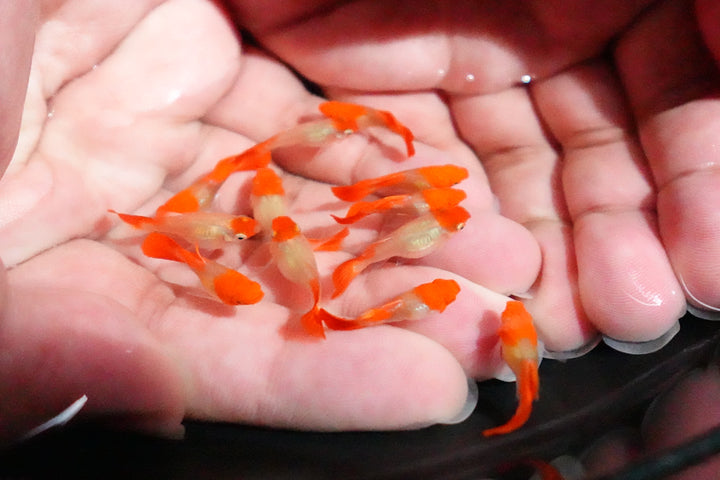Blonde Tuxedo Koi Short Body Guppy Fish