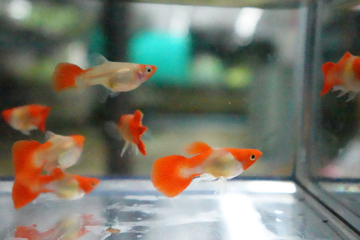 Blonde Tuxedo Koi Short Body Guppy Fish