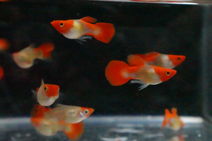 Blonde Tuxedo Koi Short Body Guppy Fish