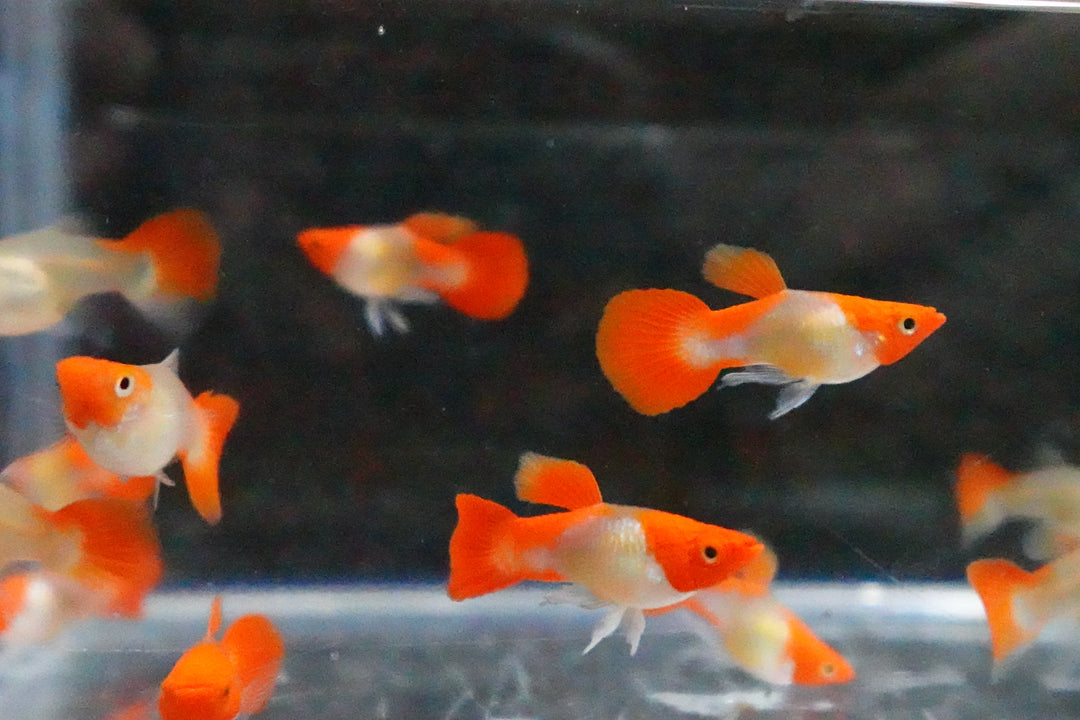 Blonde Tuxedo Koi Short Body Guppy Fish