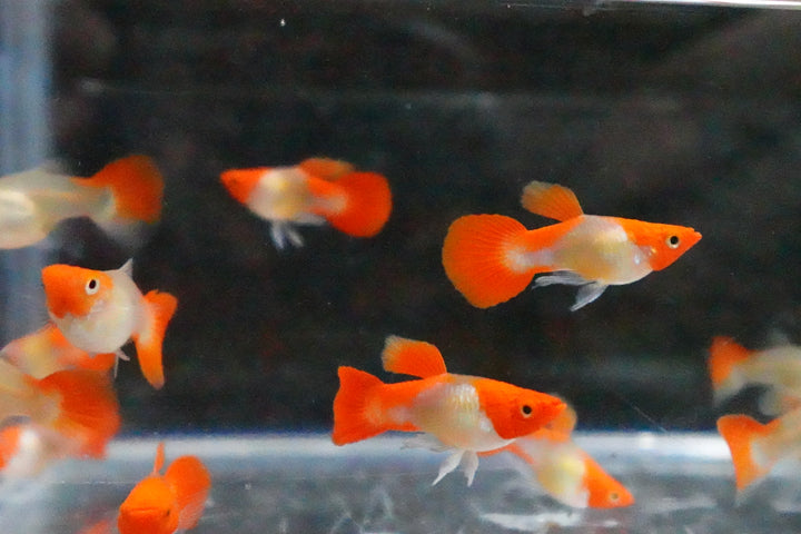 Blonde Tuxedo Koi Short Body Guppy Fish