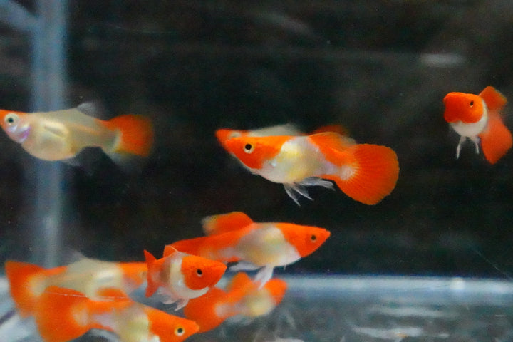 Blonde Tuxedo Koi Short Body Guppy Fish