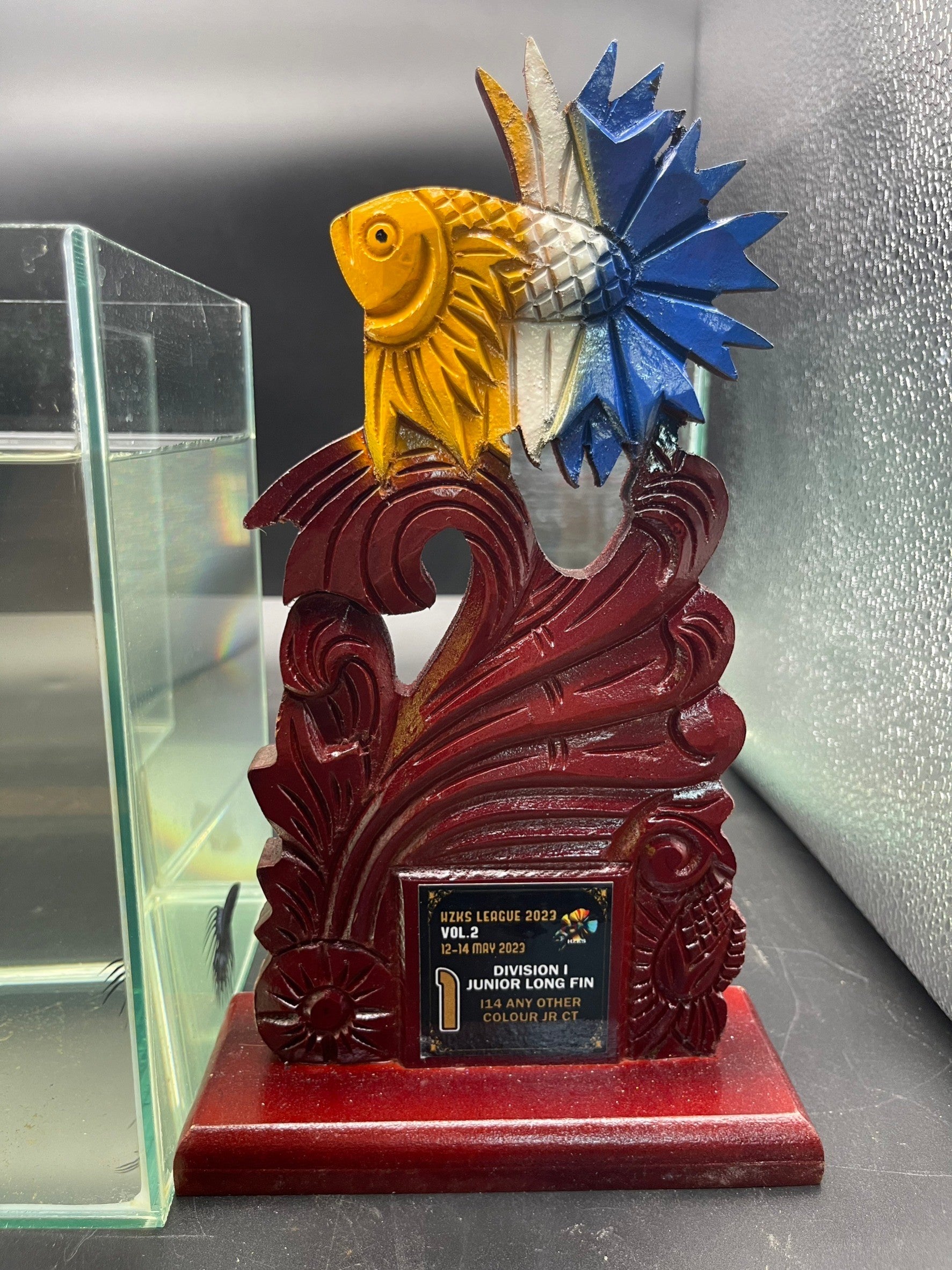 1ST Division I JR. Long Fin Competition - Crowntail Black Venom Betta Fish (MALE)