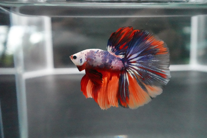 Competition Halfmoon Multicolors Betta Fish