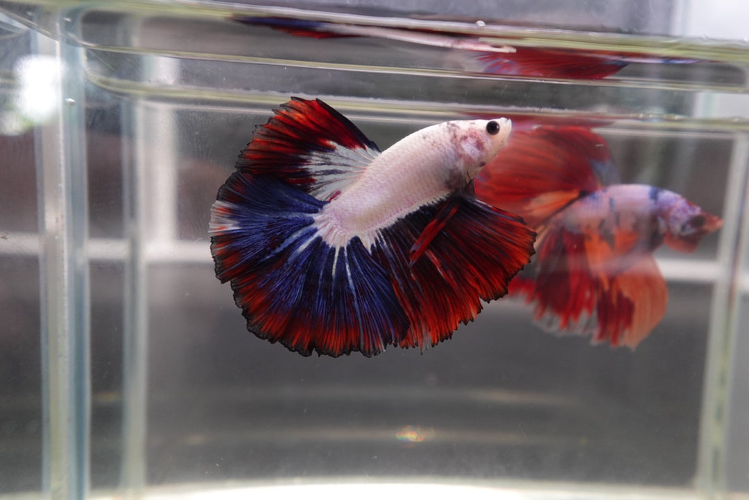 Competition Halfmoon Multicolors Betta Fish
