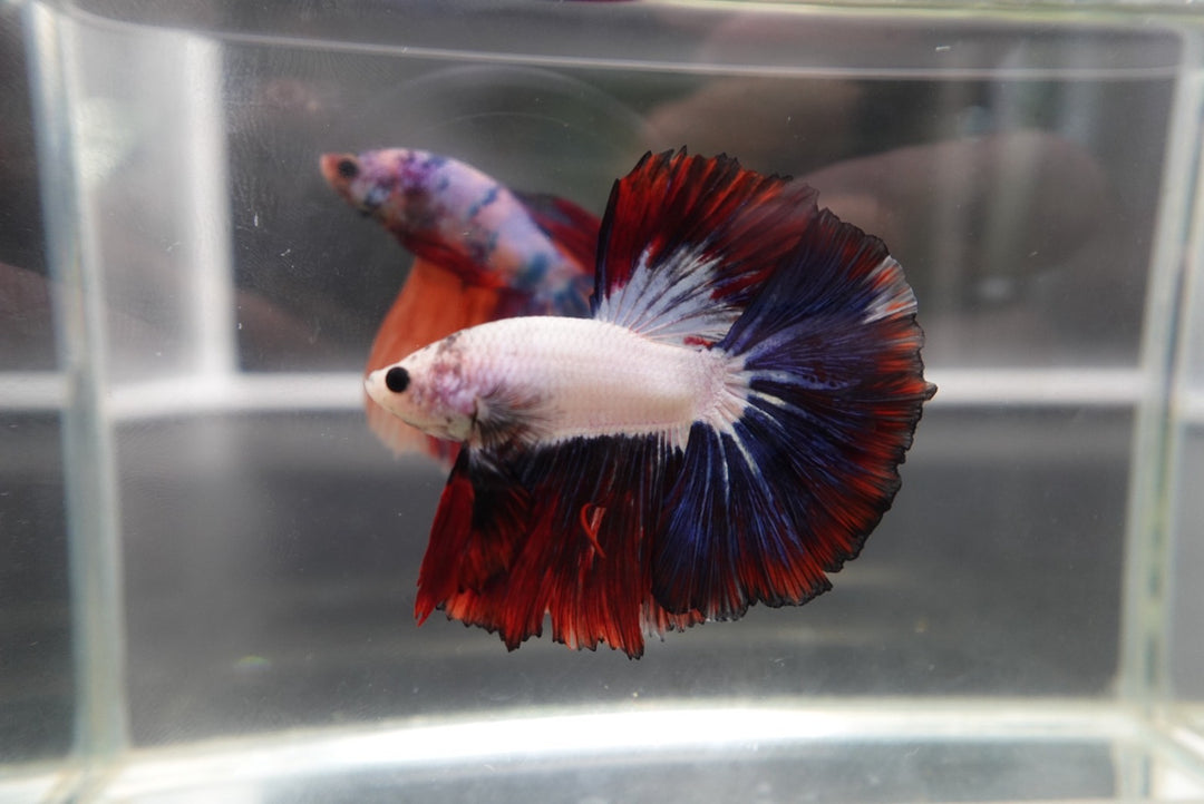 Competition Halfmoon Multicolors Betta Fish