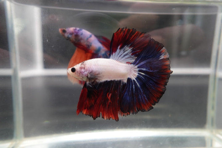 Competition Halfmoon Multicolors Betta Fish