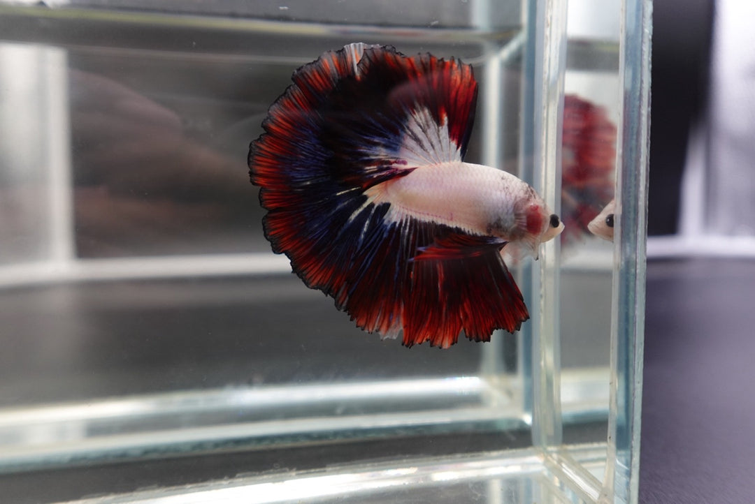 Competition Halfmoon Multicolors Betta Fish