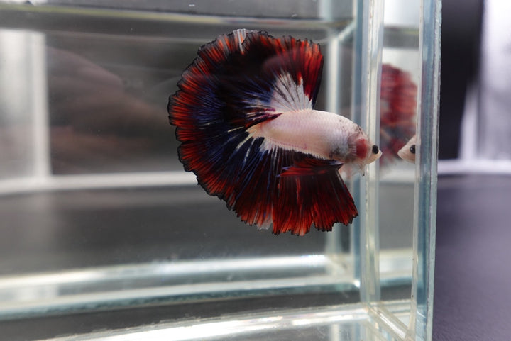 Competition Halfmoon Multicolors Betta Fish