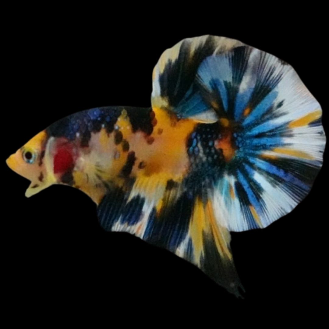 Competition Halfmoon Multicolors Betta Fish