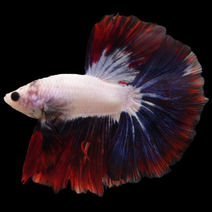 Competition Halfmoon Multicolors Betta Fish