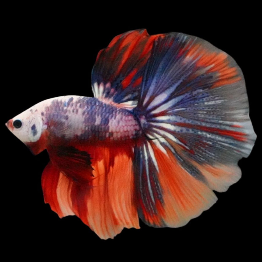 Competition Halfmoon Multicolors Betta Fish (MALE)