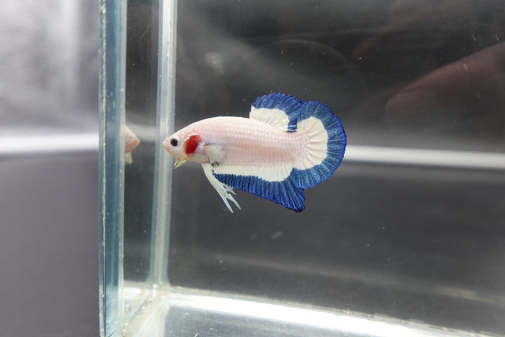 Competition grade - Blue Marble Betta Fish