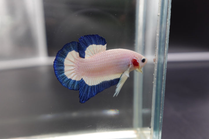 Competition grade - Blue Marble Betta Fish