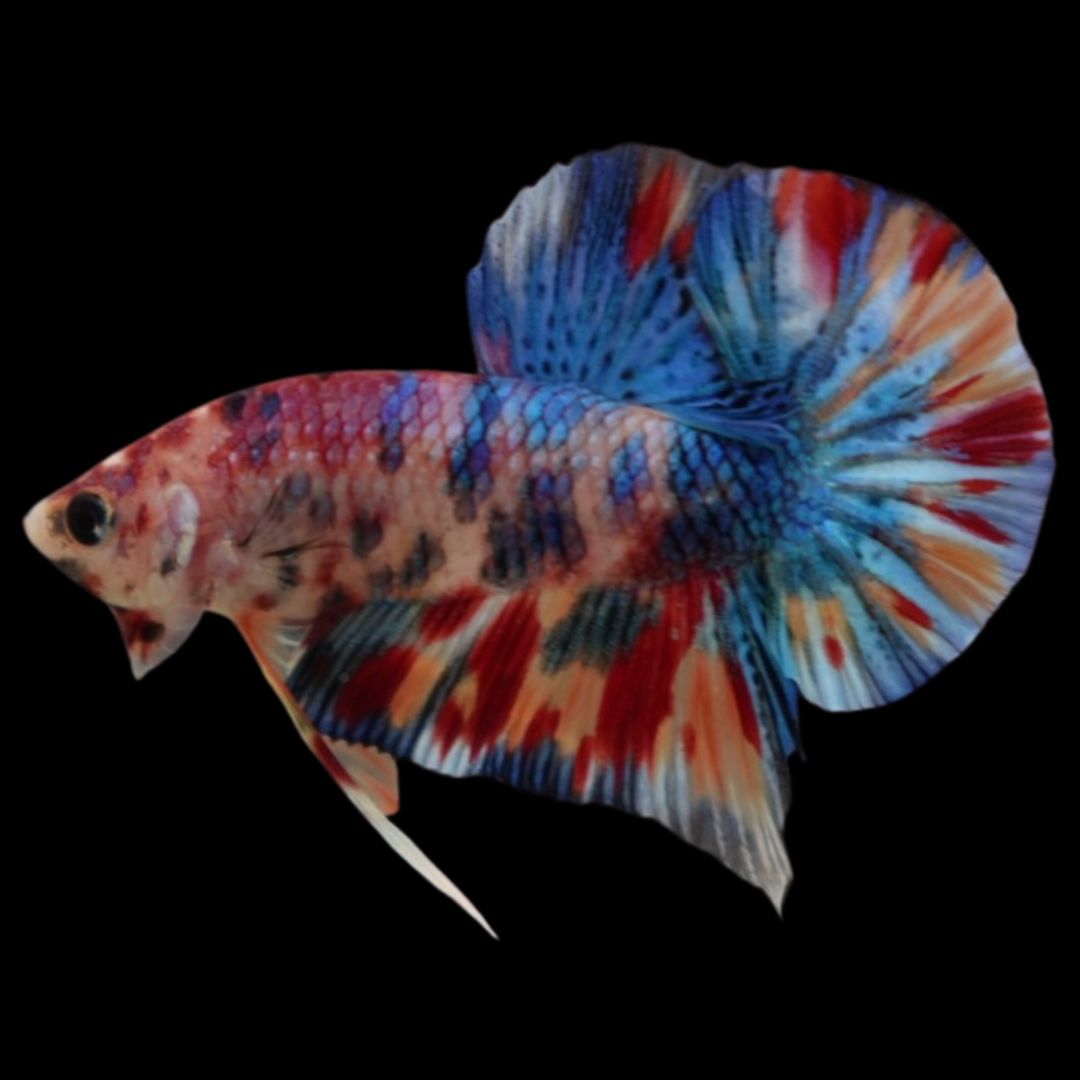 Competition grade - Candy Multicolors Betta Fish