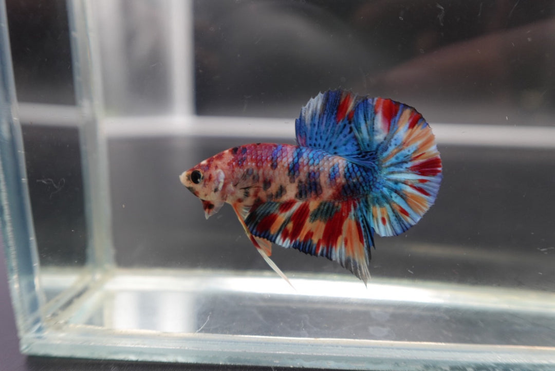 Competition grade - Candy Multicolors Betta Fish