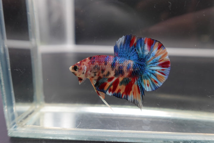 Competition grade - Candy Multicolors Betta Fish