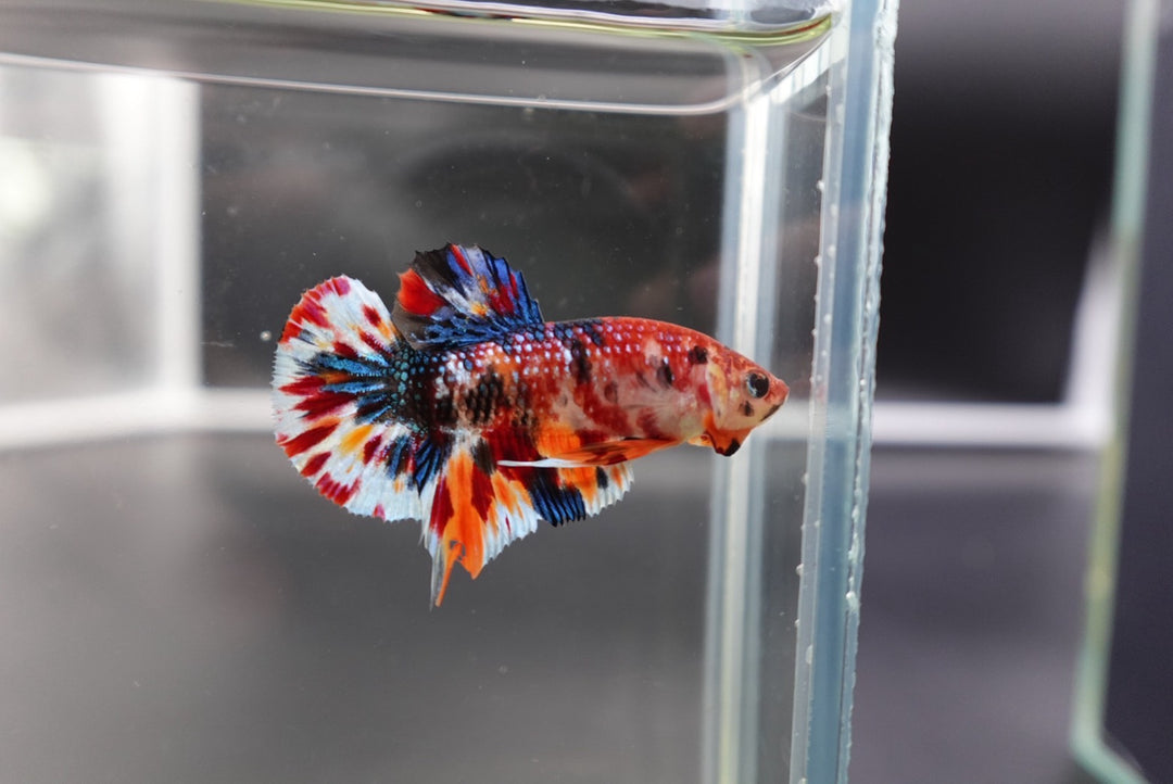 Competition grade - Candy Multicolors Betta Fish