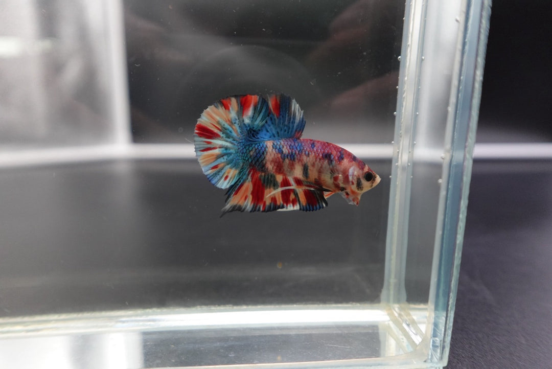 Competition grade - Candy Multicolors Betta Fish