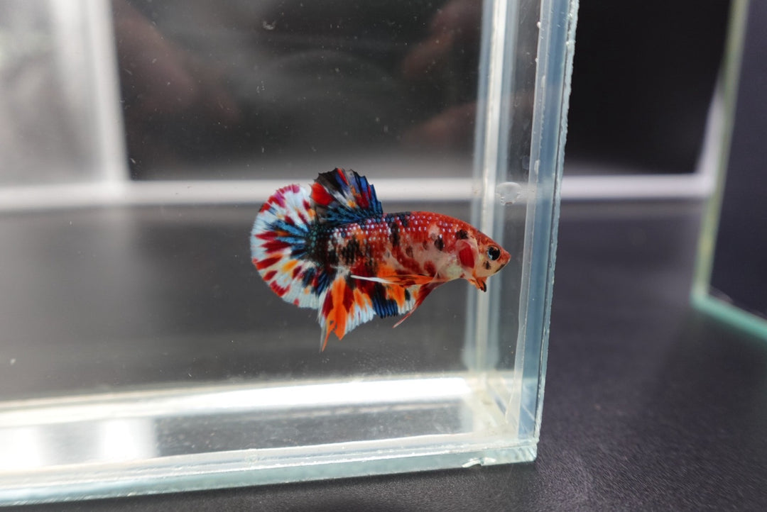 Competition grade - Candy Multicolors Betta Fish