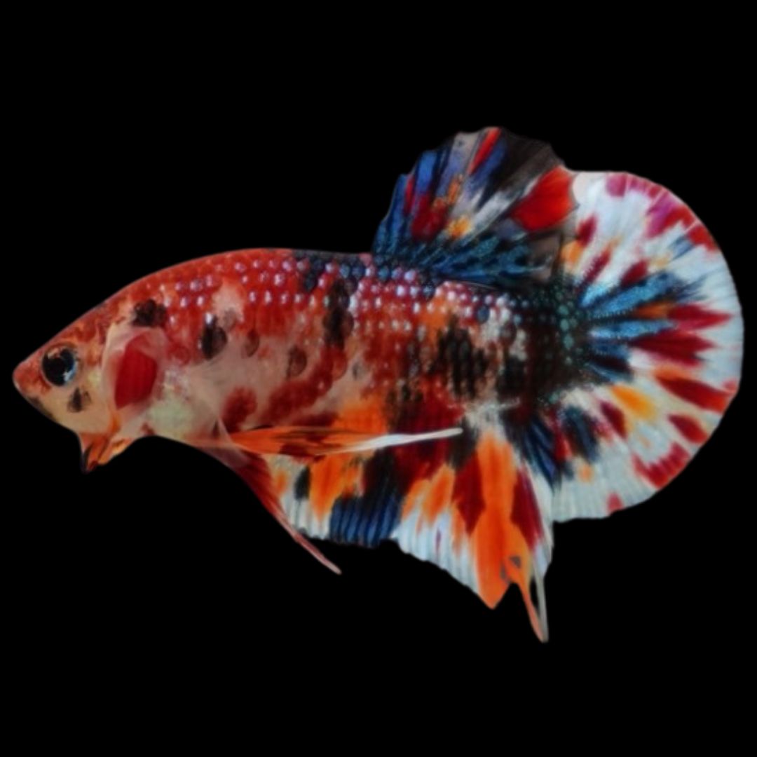 Competition grade - Candy Multicolors Betta Fish