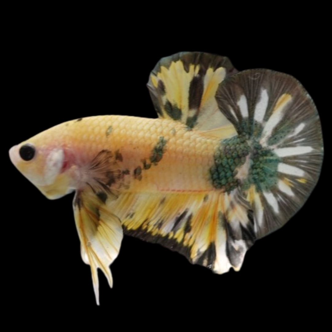 Competition grade - Koi Copper Betta Fish