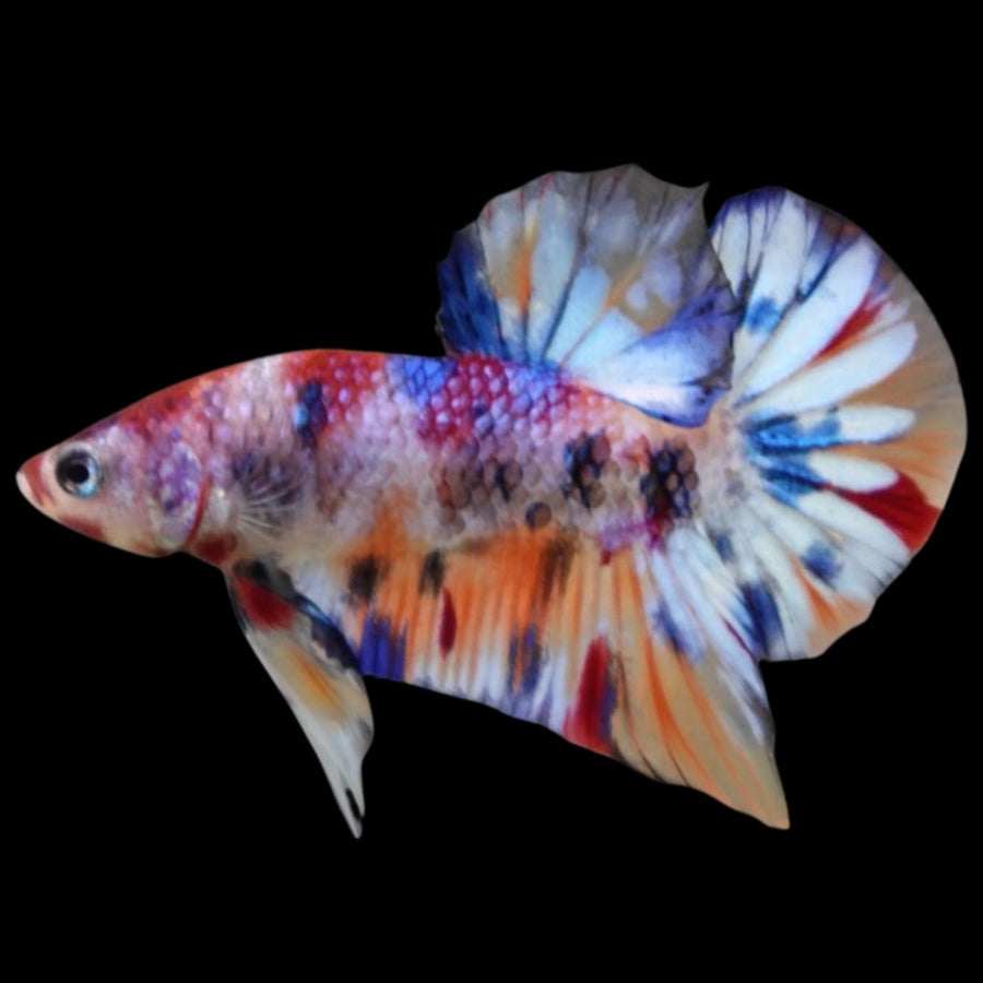 Competition grade - Junior Candy Multicolors Betta Fish (MALE)