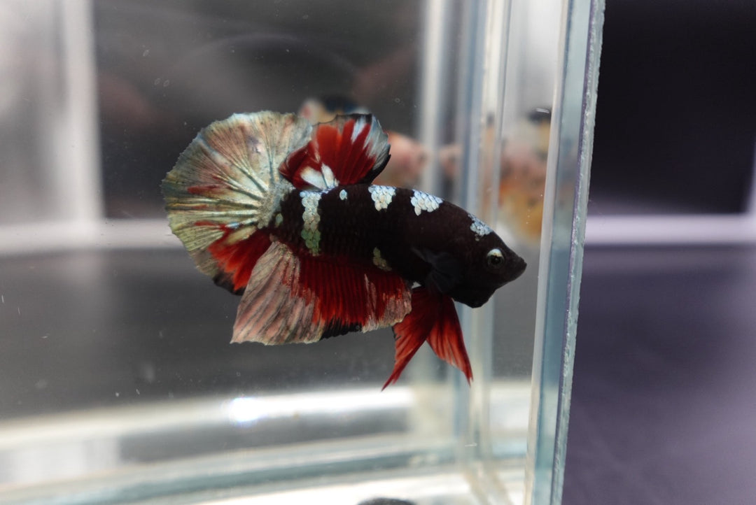 Competition grade - Koi Black Copper Betta Fish