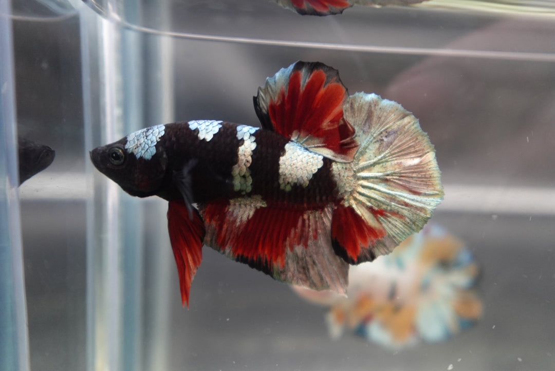 Competition grade - Koi Black Copper Betta Fish