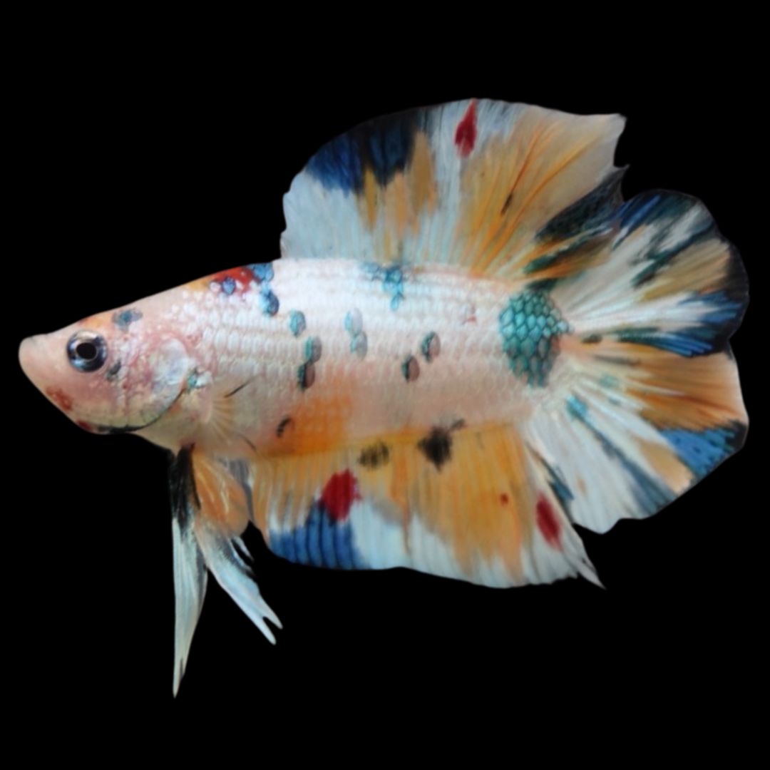 Competition grade - Koi Candy Double Tail Betta Fish