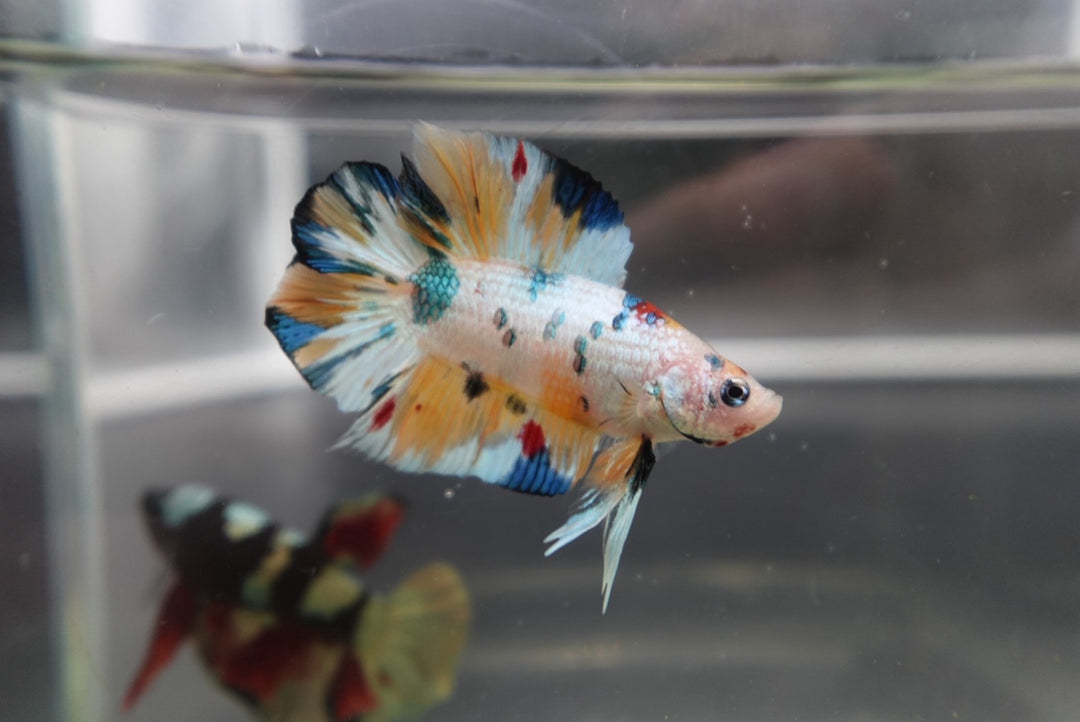 Competition grade - Koi Candy Double Tail Betta Fish