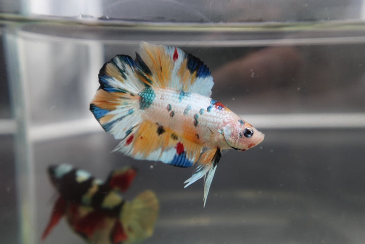 Competition grade - Koi Candy Double Tail Betta Fish