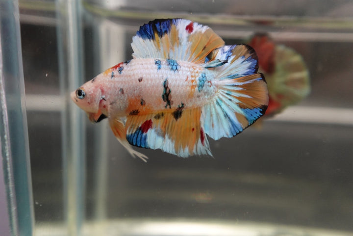 Competition grade - Koi Candy Double Tail Betta Fish