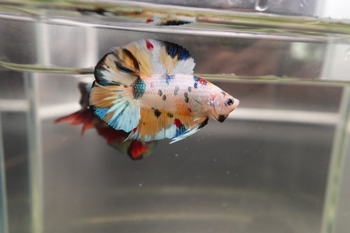 Competition grade - Koi Candy Double Tail Betta Fish