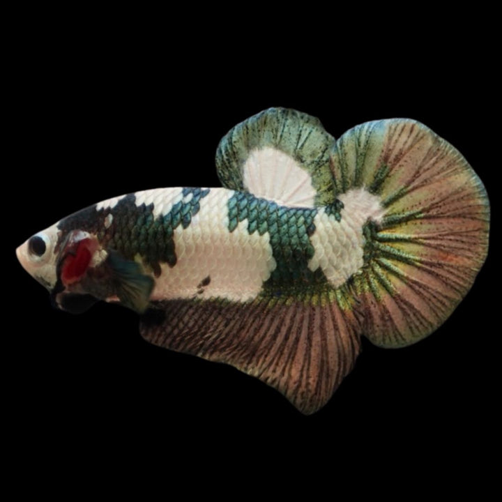 Competition grade - Koi Copper Betta Fish