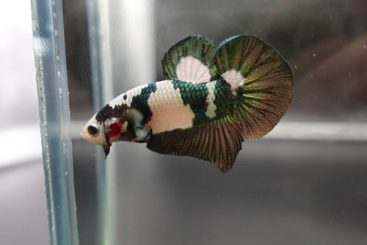 Competition grade - Koi Copper Betta Fish