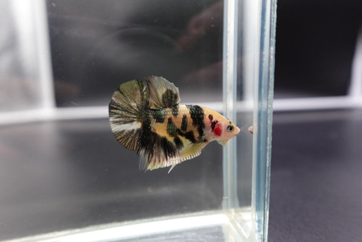 Competition grade - Koi Copper Betta Fish