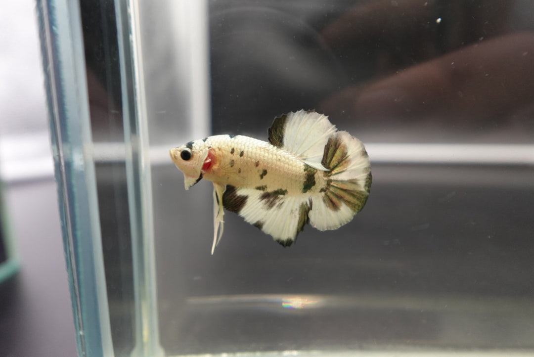 Competition grade - Koi Copper Betta Fish