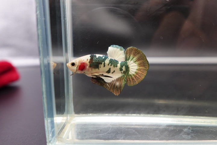 Competition grade - Koi Copper Betta Fish