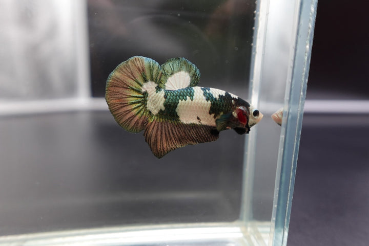Competition grade - Koi Copper Betta Fish