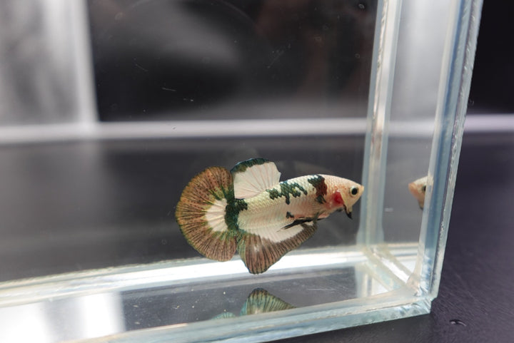 Competition grade - Koi Copper Betta Fish