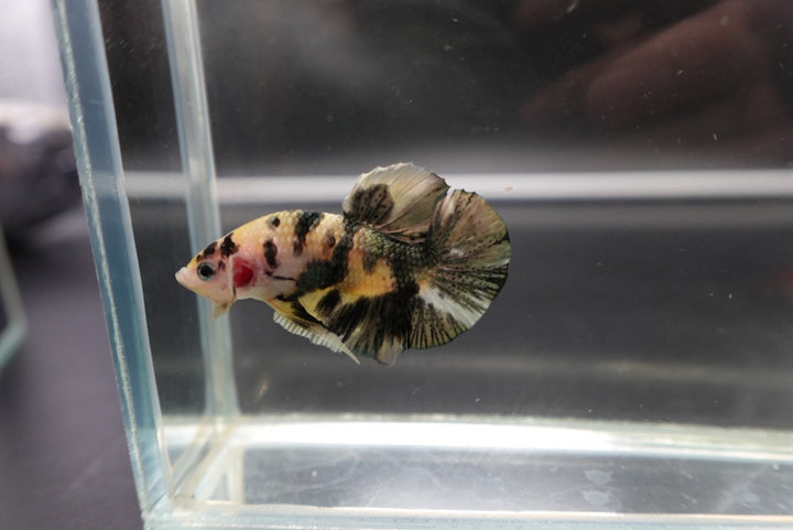 Competition grade - Koi Copper Betta Fish