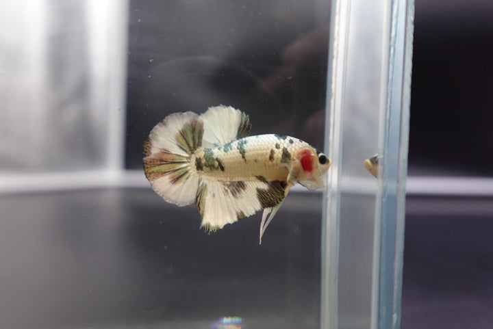 Competition grade - Koi Copper Betta Fish