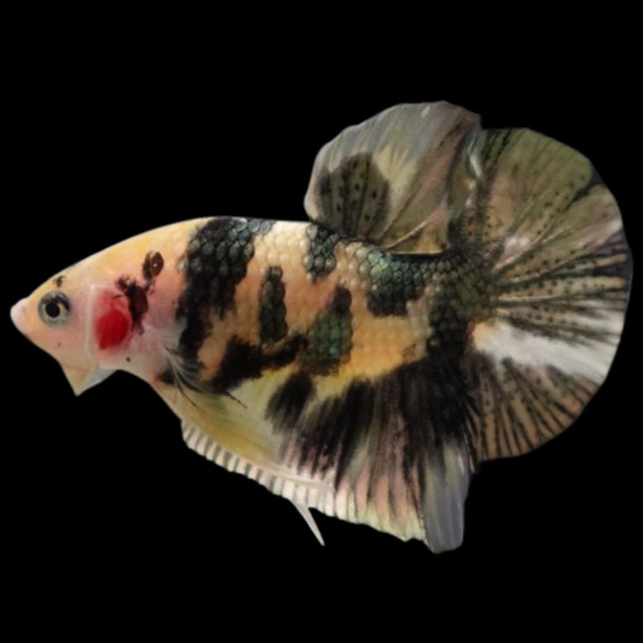 Competition grade - Koi Copper Betta Fish