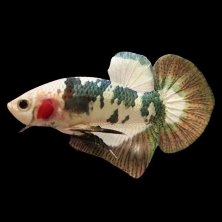 Competition grade - Koi Copper Betta Fish