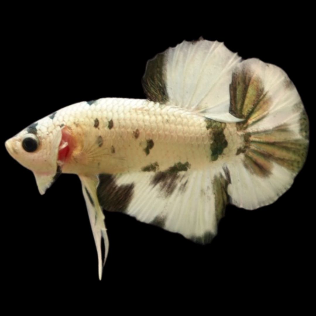 Competition grade - Koi Copper Betta Fish