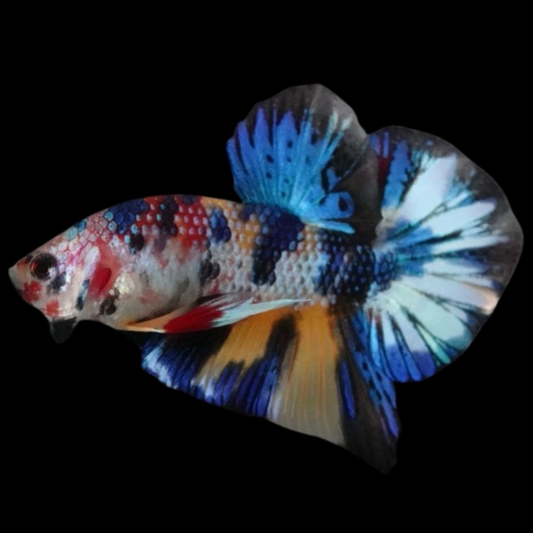 Competition grade - Multicolors Betta Fish