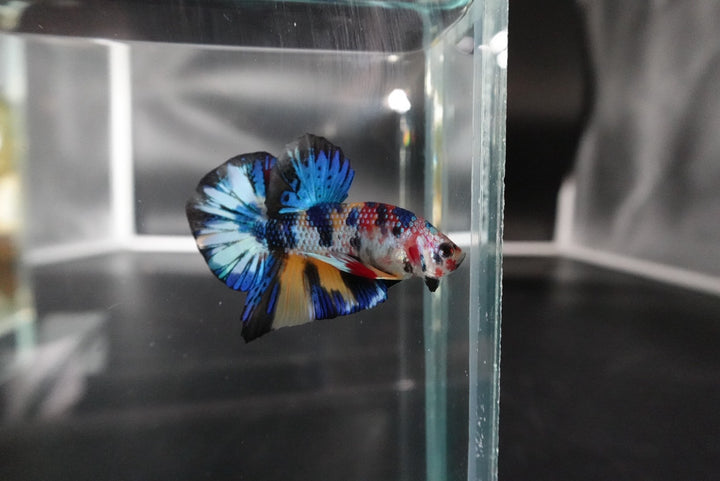 Competition grade - Multicolors Betta Fish