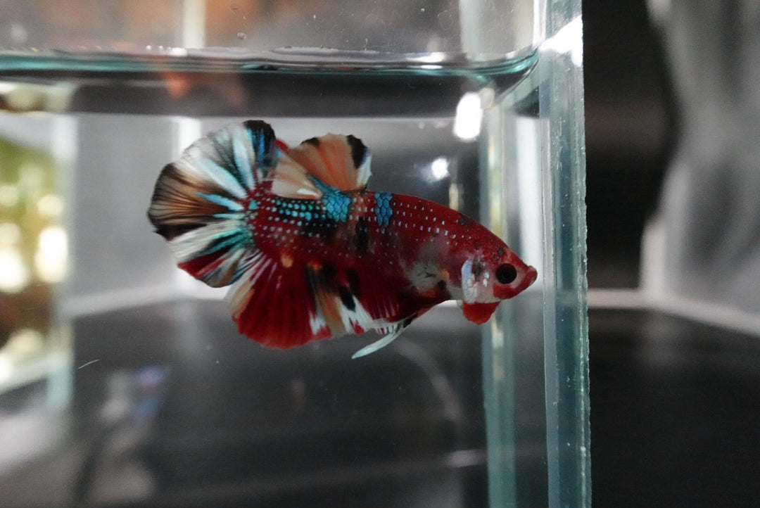 Competition grade - Multicolors Betta Fish