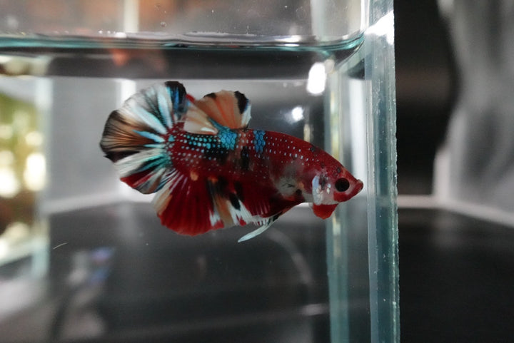 Competition grade - Multicolors Betta Fish